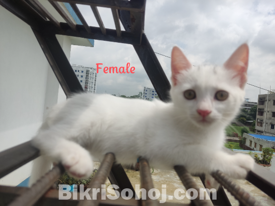 Mixed breed high quality large cats